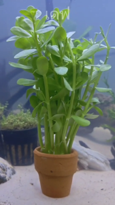 เดฟ ไม้น้ำ แต่งตู้ปลา หรือ อ่างบัว ปลูกง่าย เขียวสด โตเร็ว ใส่กระถางดินเผาสีส้ม พร้อมปลูก