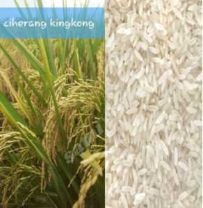 1 KG BENIH PADI UNGGUL TERBARU CIHERANG KINGKONG benih padi unggul siap tanam hasil maksimal