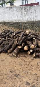 Củ bạc hà núi -núi Cấm An Giang 5kg