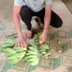 Dao ra nải chuối - dao cắt chuối - dao dọn vệ sinh tàu dừa thép trắng khong rỉ sắc bén