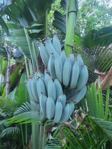 blue java banana seedlings