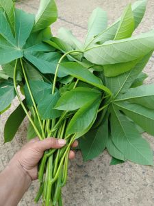Daun singkong segar jumbo PER IKET TERMURAH