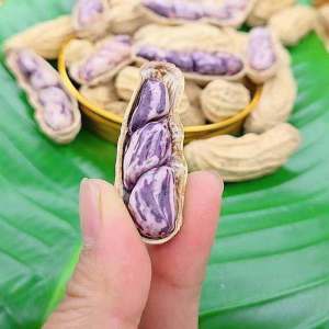 Đậu Phộng Đa Màu Luộc Nước Muối Sấy Nắng Sấy Mát Rang Ẩm