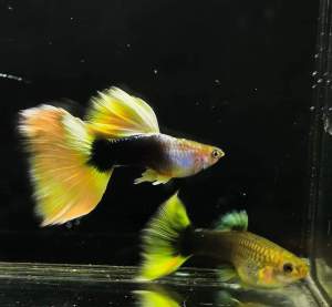 GUPPY HALF BLACK YELLOW TUXEDO (YELLOW TAXI)