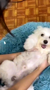 Pet Foot Cleansing Foam Busa Pembersih Kaki Kucing Anjing Deodoran - 150ML