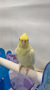 YOOSOPET Bird Play Stand Training Acrylic Cactus Perch Feeding Cup Grinding Stone Bath Tray Pet Parrot Burung Nuri