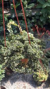 ต้นตีนตุ๊กแกด่าง (Ficus pumila Variegata) หรือ Variegated Creeping Fig ซึ่งเป็นไม้เลื้อยที่ได้รับความนิยมสำหรับตกแต่งบ้านและสวน