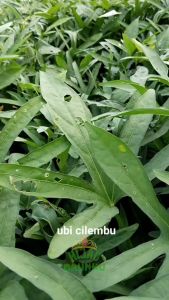 Paket 1000 Bibit Ubi Cilembu Madu Jalar Rambat Umbi Ketela Manis Siap Tanam Panjang 20-25cm