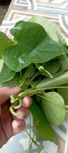 Daun brotowali patrawali per 10 lembar