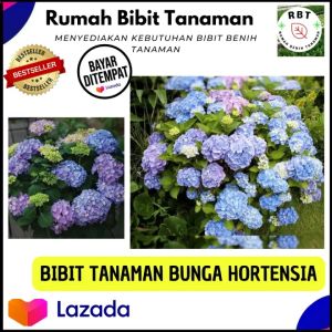 Tanaman Hias Hortensia Biru - bokor - pancawarna hidrangea macyrophyila blue ( BELI 5 GRATIS 1 )