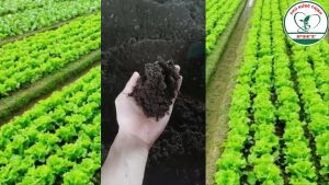 Phân bò ủ vi sinh hoai mục - Xay mịn không vón cục (8 dm3)