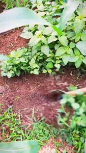 Cangkul Kepala Pengganti Baja Taman Cangkul Pertanian 26cm