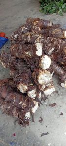 Củ Bạc Hà núi - núi Cô Tô An Giang 10kg