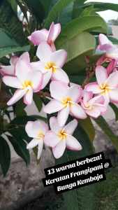 Frangipani (Plumeria) Cuttings BUY 4 FREE 1 | Keratan Pokok Bunga Kemboja | 鸡蛋花 | Keratan Pokok Frangipani | Live Plants | Outdoor Plants | Outdoor Flower Plants | Easy Care Plants