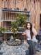 Đảo Bay Avatar Bonsai