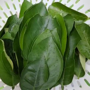 มะนาวสด Organic 100% สำหรับนำไปต้ม ใช้อมกลั่วคอ เพื่อช่วยฆ่าเชื้อโรคในลำคอ แก้ไอ ละลายเสมหะ