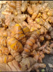 Kunyit Segar 1Kg Kunyit Kuning Kunir Segar 1Kg Bumbu Dapur Segar