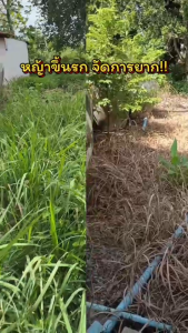 ไกลโฟเซต 48 ตราม้าลายใบไม้ สารกำจัดวัชพืชชนิดดูดซึม ขนาด 4 ลิตร {รบกวนกดสั่งไม่เกิน 6 แกลลอน ต่อ 1 คำสั่งซื้อ}