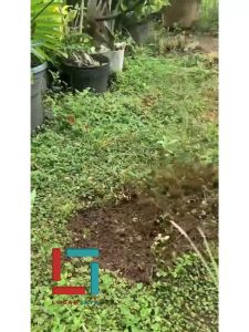 Alat Pencabut Rumput Liar Di Halaman Rumah / Garpu Tanaman Multifungsi/Weeding garu Harrow Manual Weeding Hoe/alat berkebun sayuran