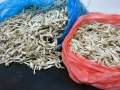 [BORONG] LuLo Mart Ikan Bilis Tanjung Dawai Mata Biru Size M Gred 3A 【100g】. 