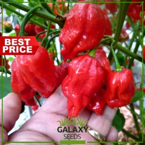 "GalaxySeeds" Siling Demonyo/Naga Viper Seeds for Planting Vegetable Plants (4 Seed) Including fertilizer Chili Plant