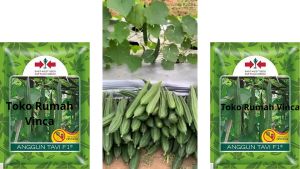 Benih Oyong Gambas Hibrida ANGGUN TAVI F1 20 Butir dari Cap Panah Merah