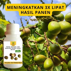 Pupuk Matoa Cepat Berbuah / Pupuk Pelebat Buah Matoa / Pupuk Booster Matoa Cair