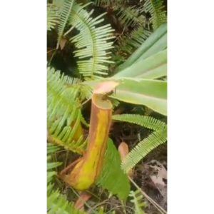 Spray Serangga Organik Untuk Pokok Pembasmi Serangga Organik Perlindungan Untuk Tanaman BIOCONV