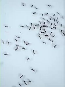 เจลกำจัดมด เจลฆ่ามด 8ชิ้น ใช้งานง่าย เพียงติดไว้