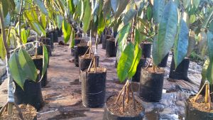 ต้นทุเรียนหมอนทองเสริมราก 4 ราก ชุุด1-5ต้นมี ชนาด80-110 ซ.ม