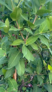 CÂY MẬN HỒNG MSTMẬN ĐÀI LOANROI ĐÀI LOAN hay còn gọi mận đường đen.VƯỜN NHÀ NHÂN GIỐNG CAM KẾT CHUẨN GIỐNG Mận Đài Loan Cho Trái Ngọt - Lazada