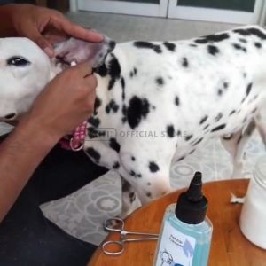 Wahl Dog Ear Cleaner 160ml - Pembersih Telinga Anjing Penghilang Bau Telinga Anjing Tetes Telinga Anjing