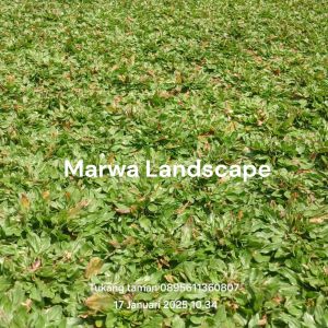 Rumput gajah mini( per 10 meter)/Rumput taman/Tanaman hias