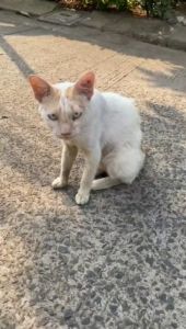 Cairan Pengusir Kucing Bahan Alami Parfum Pengusir Kucing
