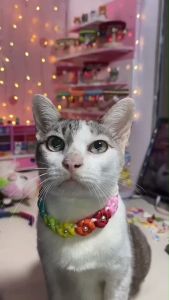 คำนำ: ปลอกคอสัตว์เลี้ยง ตัวล๊อคนิรภัย DIY (ดอกไม้จิ๋ว)