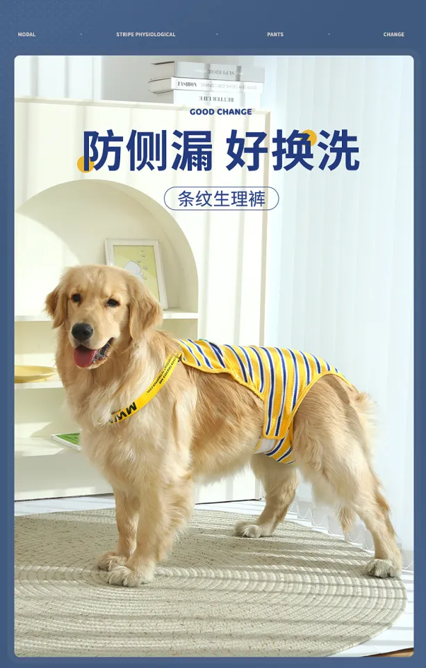 Golden retriever hot sale female periods