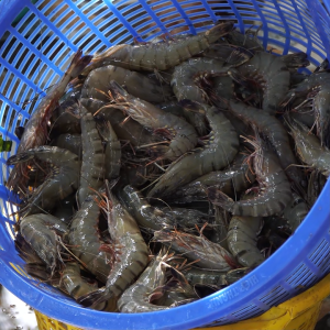 Khoáng tự nhiên Azomite – 67 đa vi lượng giúp tôm cá phát triển nhanh giảm FCR - Chính hãng Behn Meyer (Mỹ)