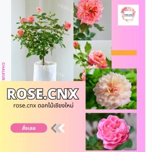 กุหลาบสีเหลือง ดอกขนาดใหญ่ ซัมเมอร์ ไทม์โรส Summer Time rose (สายพันธุ์ฝรั่งเศส)