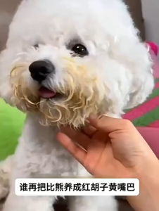 Pet cleaning ionized water suitable for cats and dogs leave-in cleaning spray can remove red beards and tear stains宠物清洁离子水500ml
