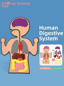 Creative DIY Internal Organs Craft Kit
