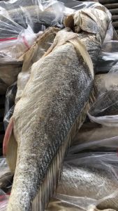 Khô Cá Sửu-Khô Cá Sửu Biển Hồ Nam Vang (0.5 - 1.8 KG/con)  Cá mặn- làm món cơm chiên cá mặn cá sửu chưng thịt ba rọi ăn kèm rau sống ĐẠI NGƯ