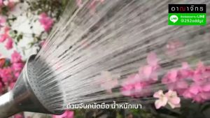 ANAHCHAK ฝักบัวรดน้ำต้นไม้ หัวบัวแสตนเลส ขนาด 3.5 นิ้ว