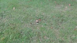 สปริงเกอร์ สปริงเกอร์รดน้ำต้นไม้ รดน้ำสนามหญ้า สปริงเกอร์หมู 360 องศา พร้อมข้อสวมสายยาง