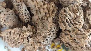 น้ำเชื้อจุลินทรีย์จาวปลวก 500 ML: น้ำพร้อมใช้, ขนาด 500 ML