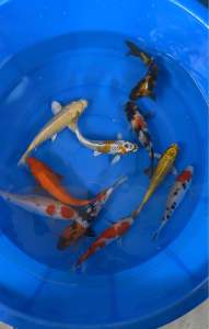 🇯🇵🇲🇾 Japan Bloodline Local Bred Koi 6–7” Super High Grade | 10 PCS Special Selection Set | RM1480