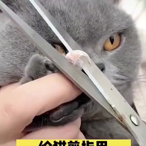 Pet Cat Nail Cutter With Hole Dog Nail Clippers Stainless With Silicon Handle dog Cat Nail Cutter