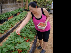 STRAWBERRY SEEDS HEAT TOLERANCE