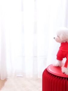 áo nỉ - áo ấm - áo tết 2026 múa lân kèm túi đựng lì xì dành cho chó mèo - T3 PETS SHOP