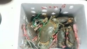 ปูดำทะเล ปูไข่ ปูเนื้อ ปูธรรมชาติ ส่งฟรี ส่งจาก กทม.