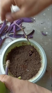 purple heart flowering plant